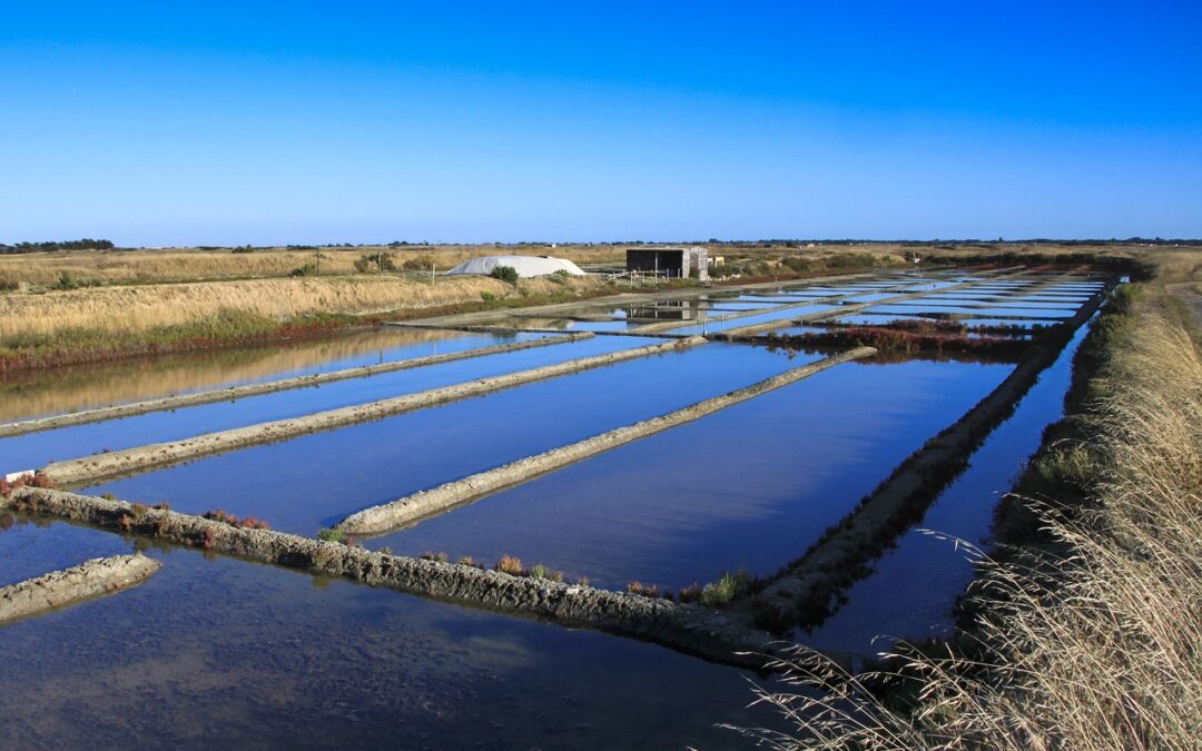 Voyage à Noirmoutier – Juillet 2024